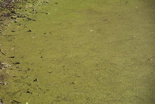Background of a green swamp with stagnant water
