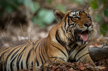 Huge Wild Male Tiger Resting under shade of tree during full day safari in hot summer at Ranthambore National Park, Sawai Madhopur, Rajasthan, India