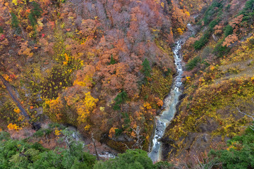 Fototapeta na wymiar Autumn foliage scenery. Aerial view of valley and stream in fall season. Colorful forest trees background in red, orange, and golden colors