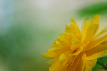 Fototapeta premium 春の花々・ヤマブキの花