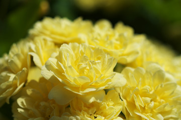 春の花々・木香薔薇の花