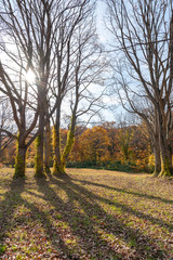 Autumn foliage scenery view, beautiful landscapes. Colorful forest trees in the foreground, and sky in the background