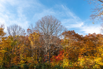 Fototapeta premium Autumn foliage scenery view, beautiful landscapes. Colorful forest trees in the foreground, and sky in the background