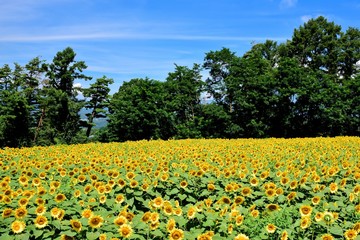 明野のひまわり畑