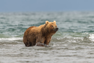 Ruling the landscape, brown bears of Kamchatka (Ursus arctos beringianus)