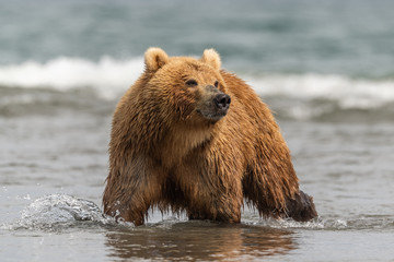 Fototapeta premium Ruling the landscape, brown bears of Kamchatka (Ursus arctos beringianus)