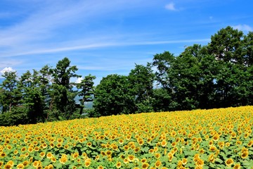 明野のひまわり畑