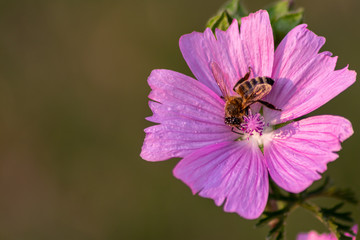 Fleißige Biene bestäubt bei der Nektarsuche mit Blütenpollen die violette Blüte in voller...