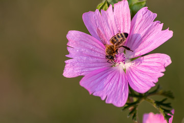 Fleißige Biene bestäubt bei der Nektarsuche mit Blütenpollen die violette Blüte in voller Blütenpracht und offener Blüte isoliert im Sonnenschein