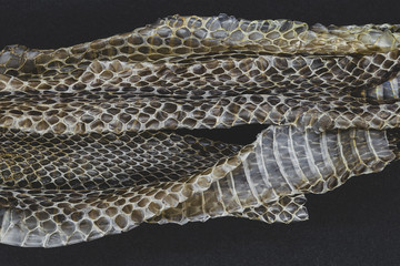 Old dropped snake skin