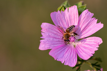 Fototapeta na wymiar Fleißige Biene bestäubt bei der Nektarsuche mit Blütenpollen die violette Blüte in voller Blütenpracht und offener Blüte isoliert im Sonnenschein
