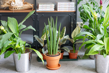 Sansevieria plants. Stylish green plant in ceramic pots. Many different plants in flower pots in flowers store. Garden shop