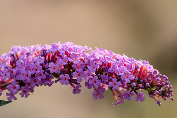 Flieder in voller Blüte lädt Insekten wie Bienen und Hummeln zur Bestäubung ein im Tausch gegen Blütenpollen, Blütennektar und Blütenhonig für den Bienenstock und unsere Honiggläser
