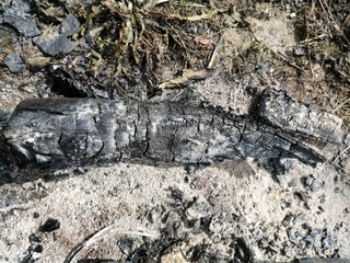remaining ash from burnt firewood outdoors in the garden