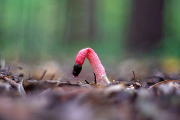Mutinus caninus, commonly known as the dog stinkhorn