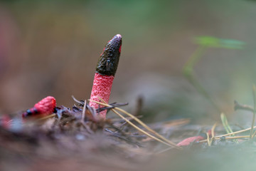 Mutinus caninus, commonly known as the dog stinkhorn
