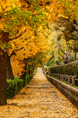 Fototapeta na wymiar Tokyo yellow ginkgo tree street near Jingu gaien avanue in autumn