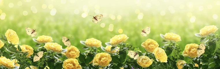 Fotobehang Zomer heldere achtergrond met veel gele fladderende vlinders en bloeiende fantasie gele rozen bloemen bloeien en gloeiende fonkeling bokeh © julia_arda