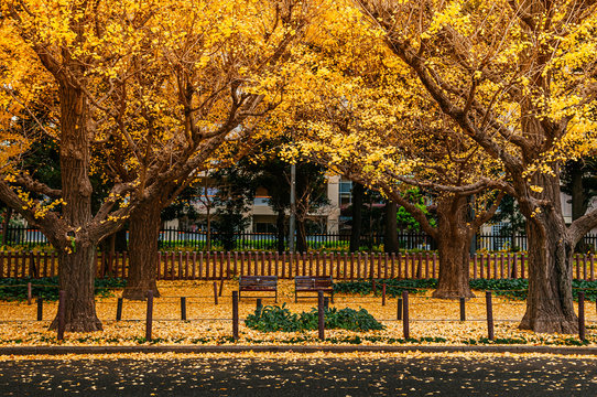 Two empty benches under bright yellow ginkgo tree in autumn at Jingu Gaien Avenue - Tokyo