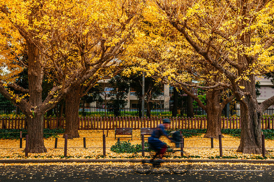 Tokyo yellow ginkgo tree street Jingu gaien avanue in autumn and people riding bicycle on sidewalk