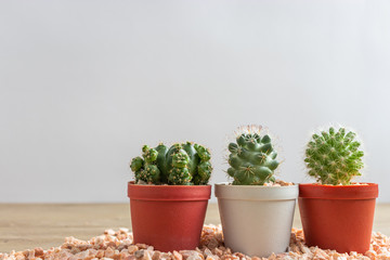 set of various cactus plants in pots. Cactus plant in different pot and view on wood table during gardening nursery cactus.