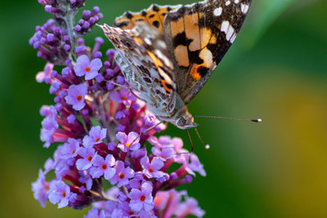 Schmetterling Kleiner Fuchs im Flieder auf Nektarsuche und Bestäubung Fliederbusch Makro mit unscharfem Hintergrund und copy space im Gegenlicht zeigt die Schönheit der Falter