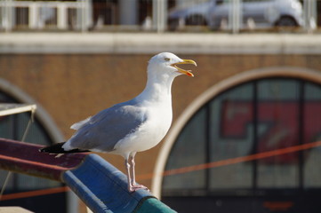seagull in Scheveningen