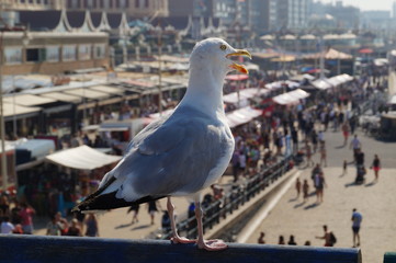 seagull in Scheveningen