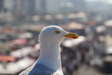 seagull on a post