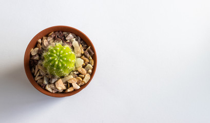 set of various cactus plants in pots. Cactus plant in different pot and view on table front of white wall