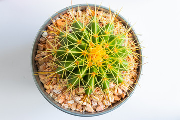 set of various cactus plants in pots. Cactus plant in different pot and view on table front of...
