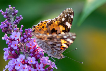 Schmetterling Kleiner Fuchs im Flieder auf Nektarsuche und Bestäubung Fliederbusch Makro mit unscharfem Hintergrund und copy space im Gegenlicht zeigt die Schönheit der Falter