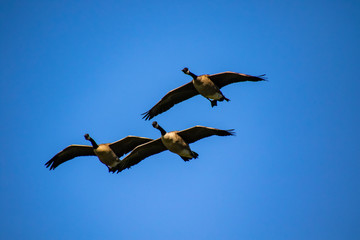 Canadian geese flying