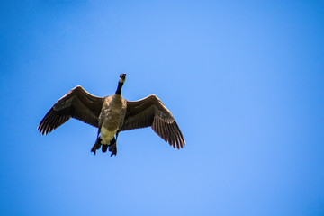 Canadian goose flying