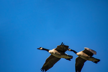 Canadian geese flying