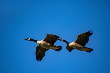 Canadian geese flying