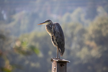 A great blue heron standing on a birdhouse