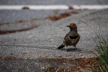 A northern flicker standing on a concrete sidewalk