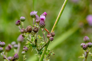 A long red bug climbing