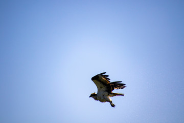 An osprey flying away