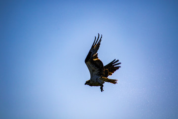 An osprey flying away