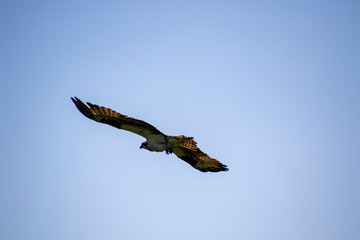 An osprey flying away