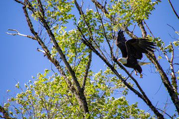 A bald eagle launching itself from a tree