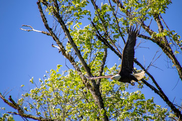 A bald eagle launching itself from a tree