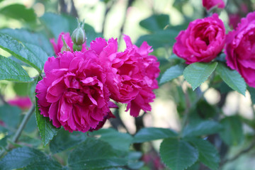 Closeup of beautiful pink rose photographed in organic garden with blurred leaves.Nature and roses concept.