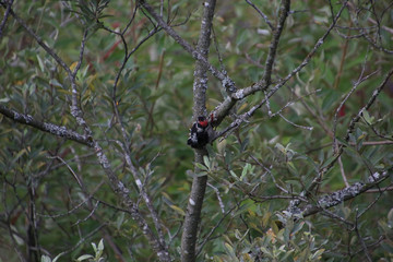 A downy woodpecker perched on a branch