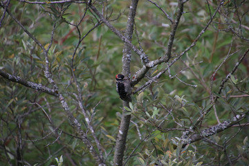 A downy woodpecker perched on a branch