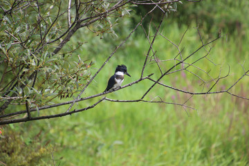 A kingfisher perched on a branch