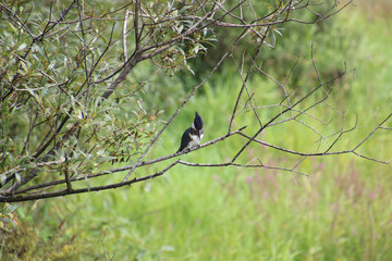 A kingfisher perched on a branch
