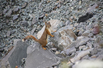 A chipmunk standing on rocks